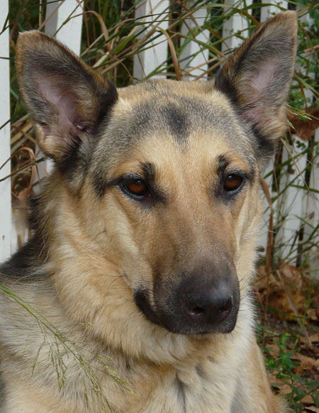 Esa sales german shepherd